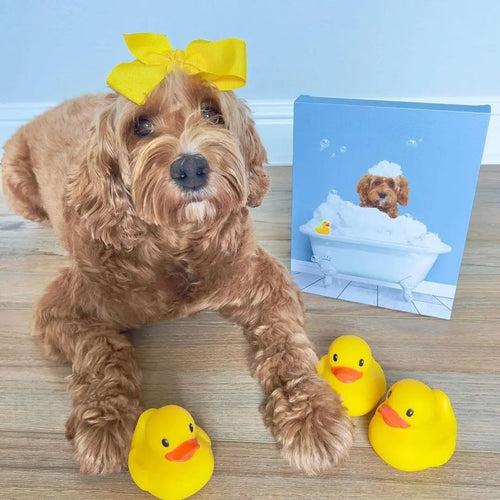 collection-meta-image