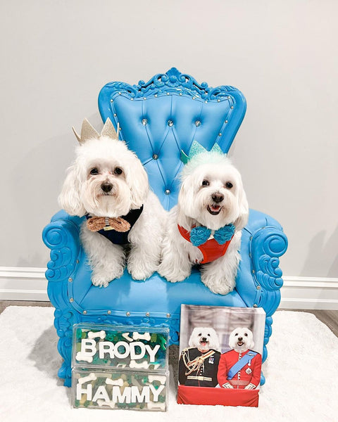 Pet Industry Trends 2025–2026: What Owners Should Know