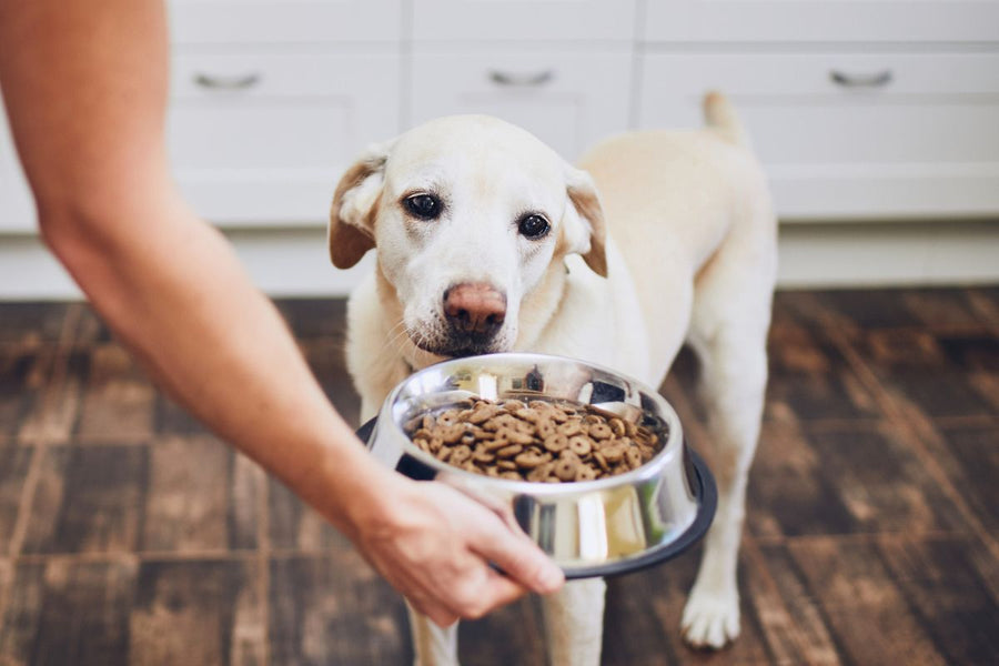 Dog Diet and Nutrition Guide: Healthy, Natural, and Fresh Food Options for Your Dog