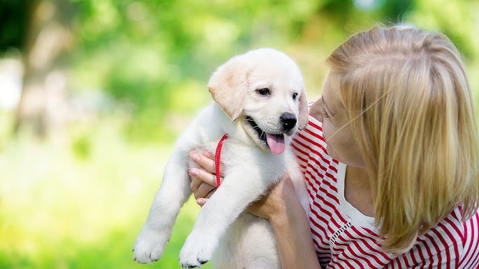 Essential Tips for First-Time Dog Owners