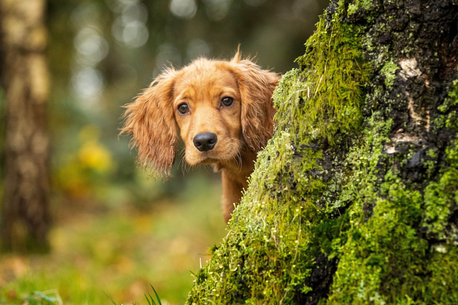 How to Include Your Pets in Family Portraits the Right Way
