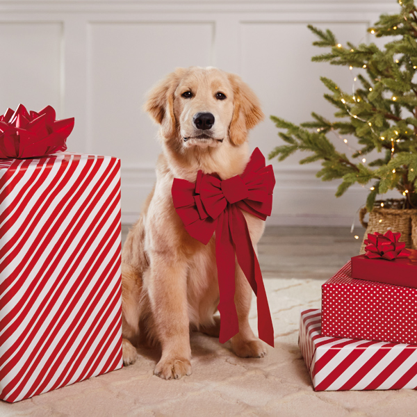 Pet Christmas Photo Ideas to Capture the Holiday Spirit