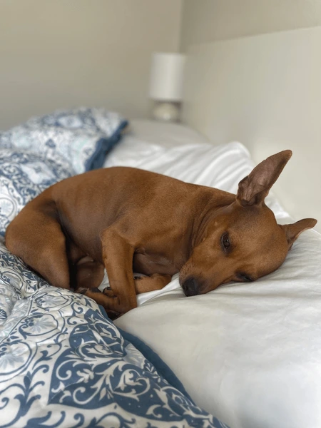 How to Make a Mini Pillow For Pets at Home?