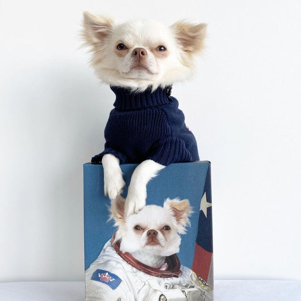 Pet Humanization: Treating Pets Like Family