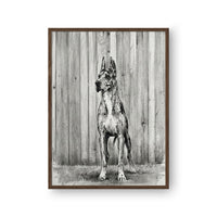 Charcoal Pet Portrait