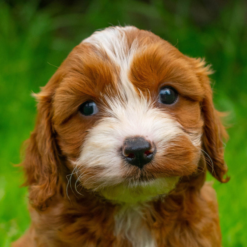Your pet photo