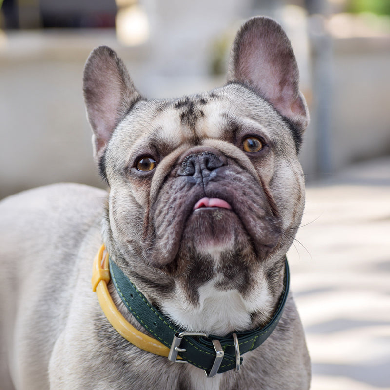 Your pet photo
