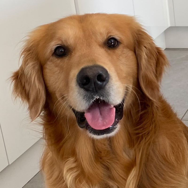 Your pet photo