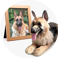 Pet Replicas