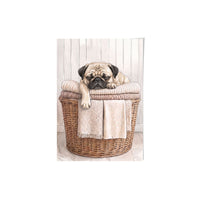 Laundry Room Pet Portrait