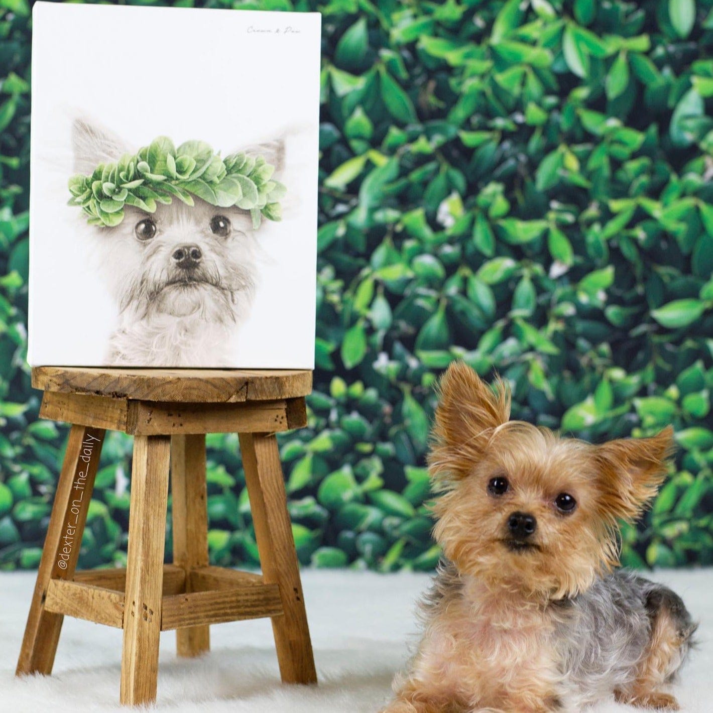 Roman Crown Pet Portrait - Custom Canvas