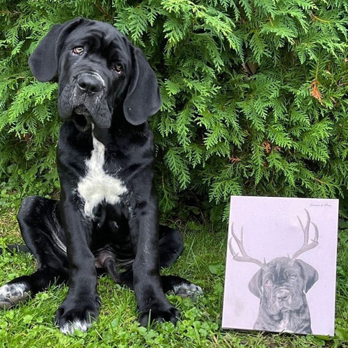 Crown and Paw - Canvas Elk Antlers Pet Portrait - Custom Canvas 8" x 10" / Soft Pink