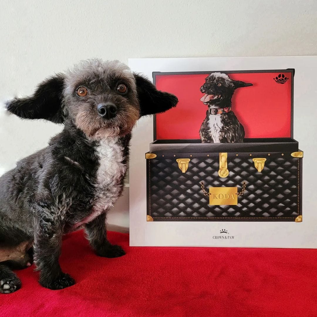 Black and Gold Luxury Trunk Pet Portrait