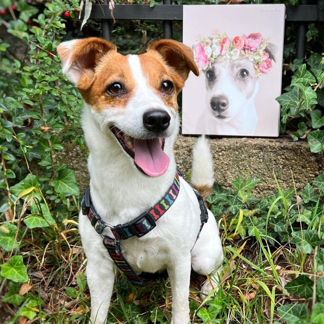 Crown and Paw - Canvas Floral Crown Pet Portrait - Custom Canvas